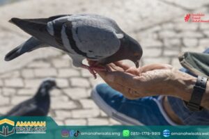 Denda 1000 Riyal bagi Pemberi Makan Merpati di Makkah, Ini Alasannya!