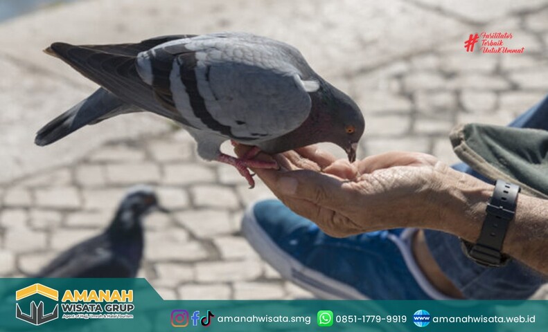 Denda Pemberi Makan Merpati di Makkah